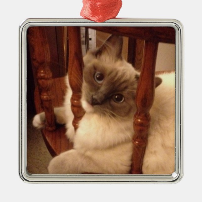 Adorable Ragdoll Cat lounging on a chair Metal Ornament (Front)
