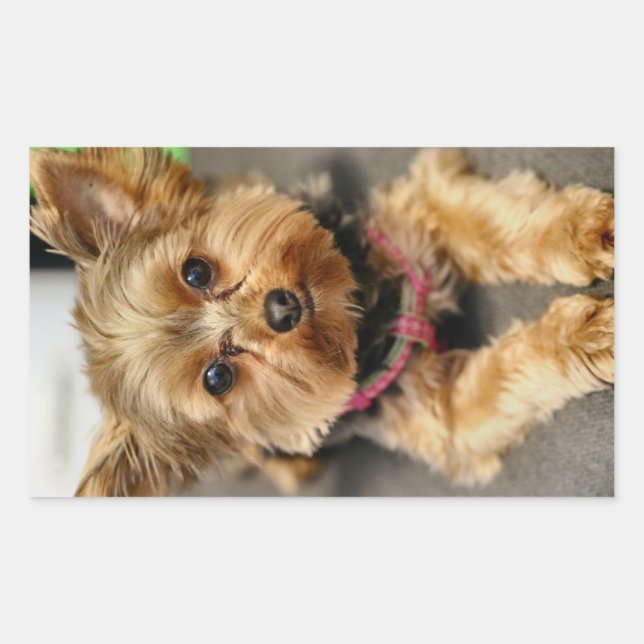 Adorable Rectangular Sticker (Front)
