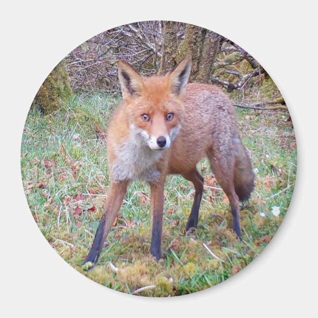 Adorable Red Fox – Charming Woodland Magnet (Front)