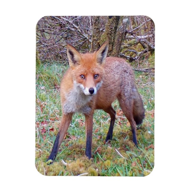 Adorable Red Fox Portrait Nature Wildlife Art Magnet (Vertical)