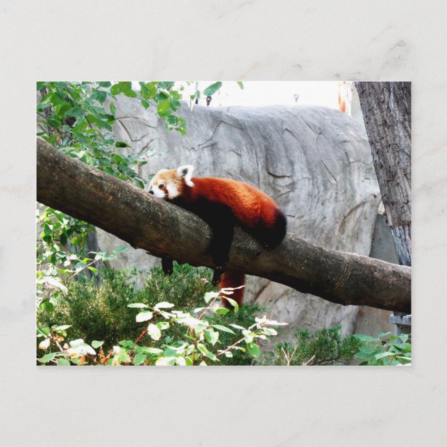 adorable red panda animal lazy funny postcard (Front)