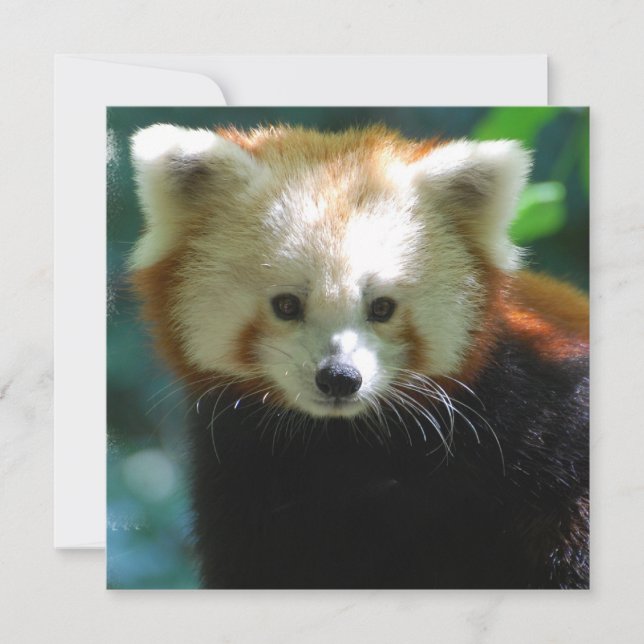 Adorable Red Panda Invitations (Front)