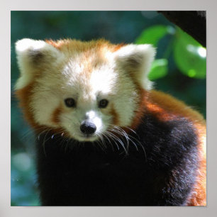 Adorable Red Panda Poster