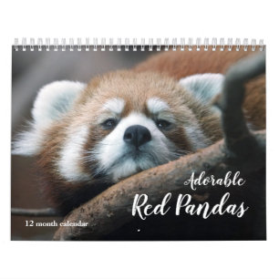 Adorable Red Pandas 2027 Calendar