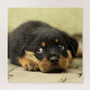 Adorable Rottweiler Puppy Jigsaw Puzzle
