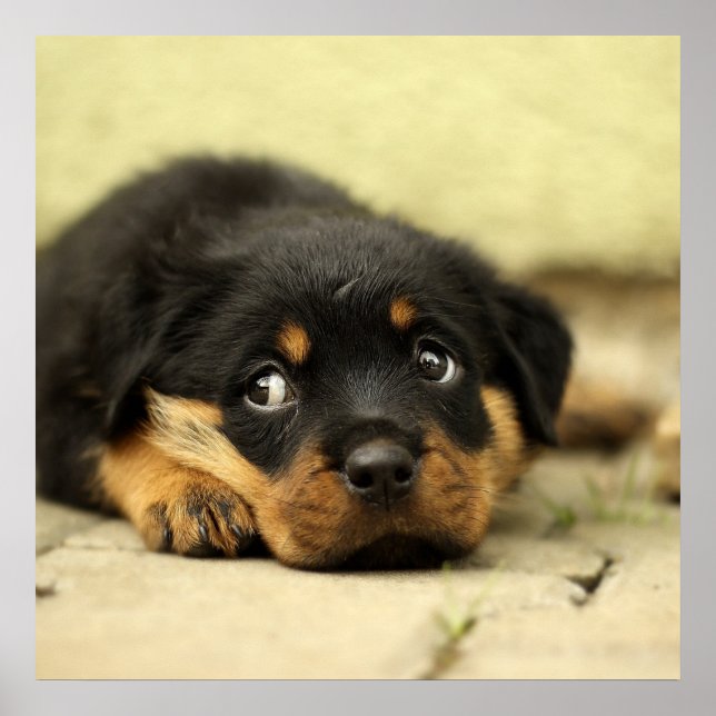 Adorable Rottweiler Puppy Poster (Front)
