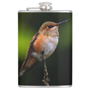 Adorable Rufous Hummingbird on Branch Hip Flask