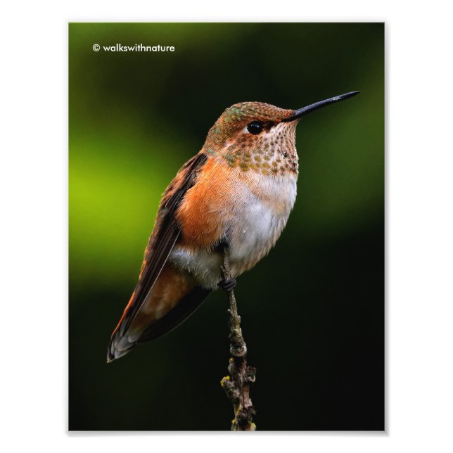 Adorable Rufous Hummingbird on Branch Photo Print (Front)
