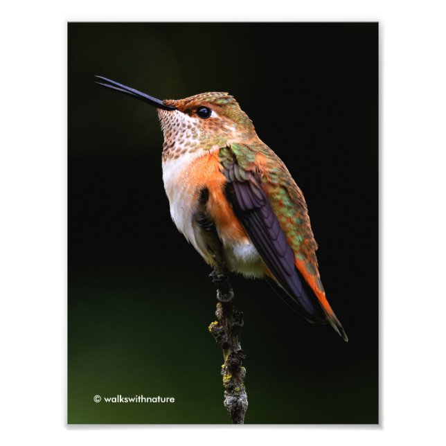 Adorable Rufous Hummingbird on Branch Photo Print (Front)