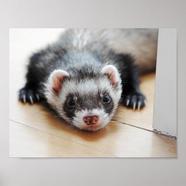 Adorable Sable Ferret Poster (Front)