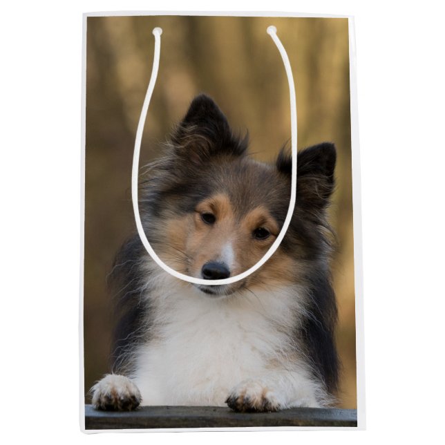Adorable Sable Sheltie, Shetland Sheepdog Medium Gift Bag (Front)