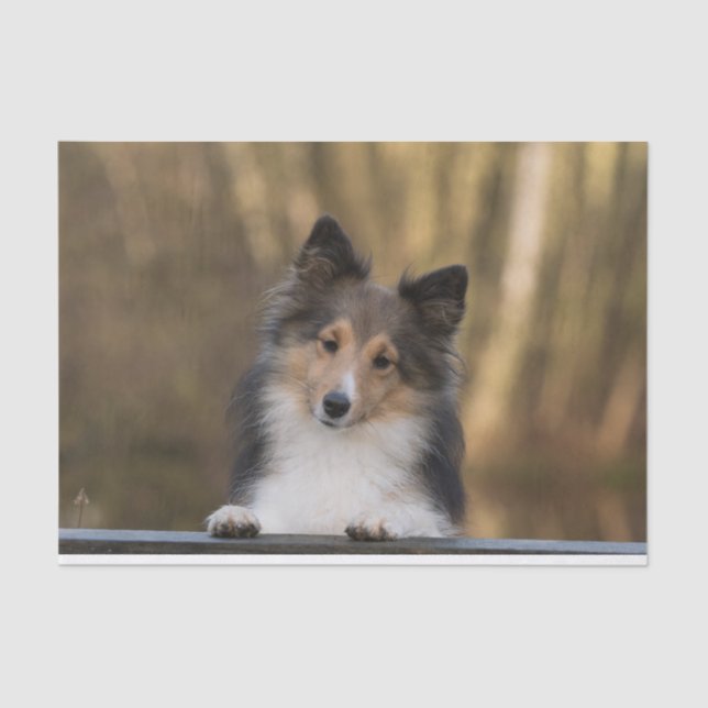 Adorable Sable Sheltie, Shetland Sheepdog Puppy Tissue Paper (Front)
