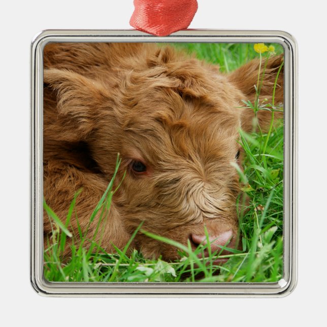 Adorable Scottish Highland Calf Metal Ornament (Front)