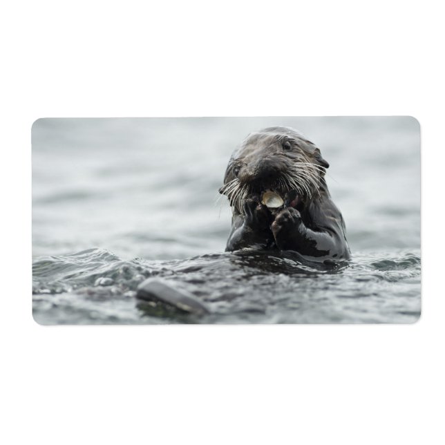 Adorable Sea Otter (Front)