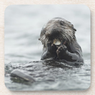 Adorable Sea Otter Coaster