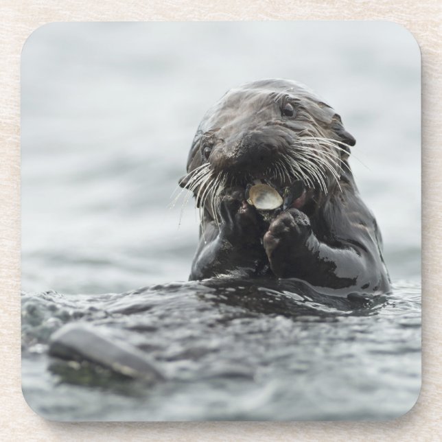 Adorable Sea Otter Coaster (Front)