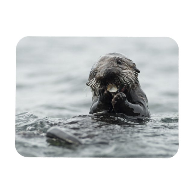 Adorable Sea Otter Magnet (Horizontal)