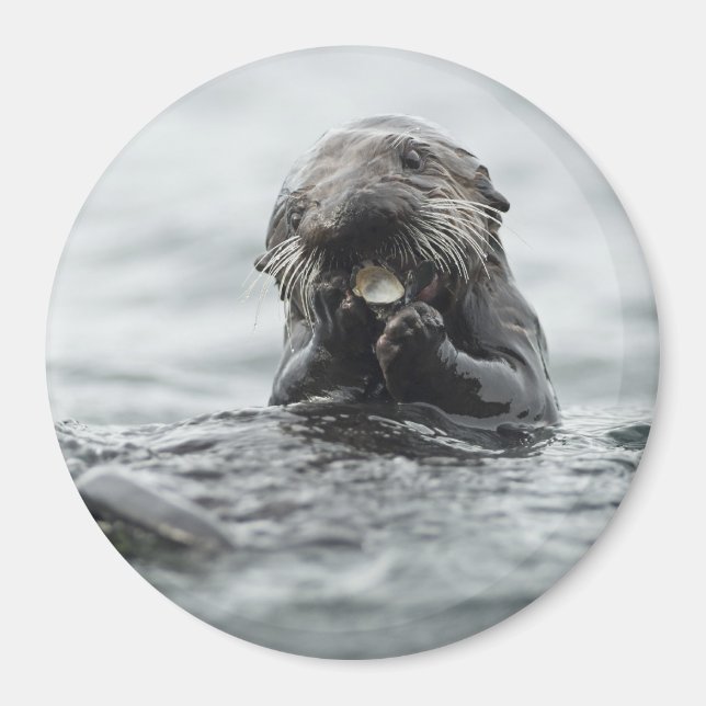 Adorable Sea Otter Magnet (Front)