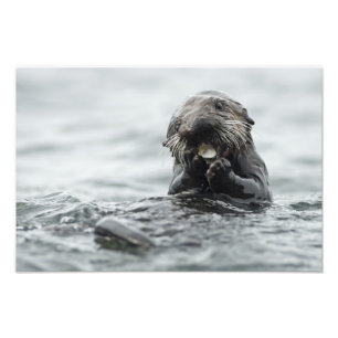 Adorable Sea Otter Photo Print