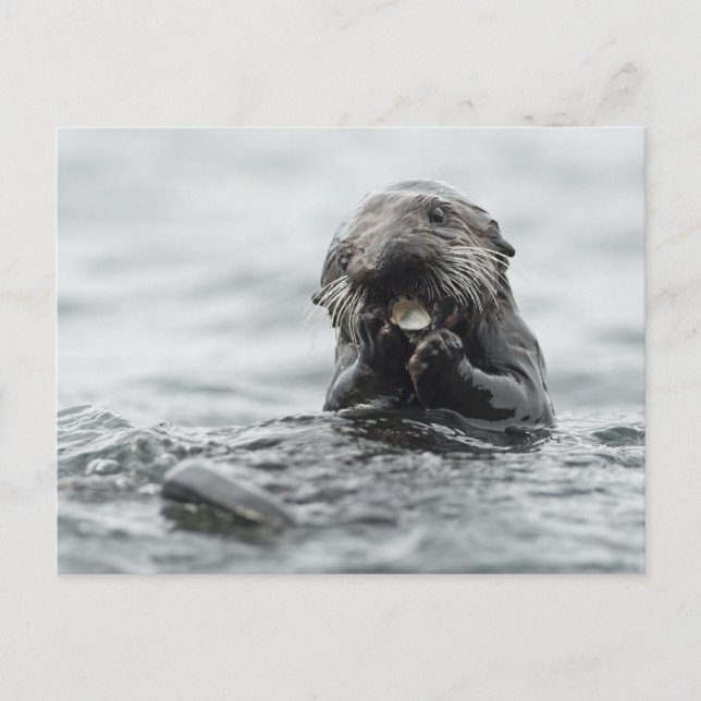 Adorable Sea Otter Postcard (Front)