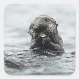 Adorable Sea Otter Square Sticker