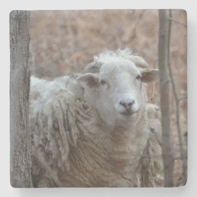 Adorable Sheep Stone Coaster (Front)
