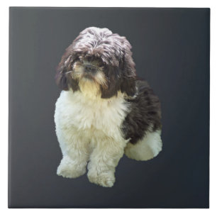 Adorable Shih Tzu Puppy Ceramic Tile
