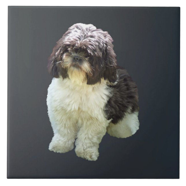 Adorable Shih Tzu Puppy Ceramic Tile (Front)