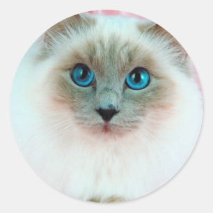 Adorable Siamese Cat 1 Classic Round Sticker