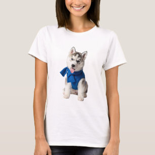 Adorable Siberian Husky Puppy Wearing Blue Knitted T-Shirt