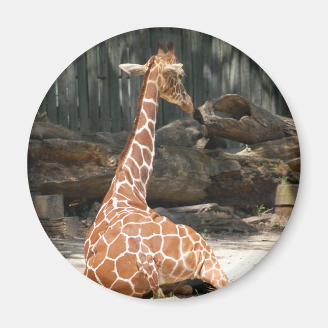 Adorable Sitting Giraffe Magnet (Front)