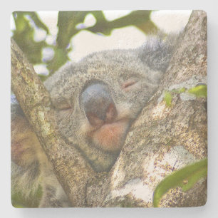 Adorable Sleeping Koala Stone Coaster