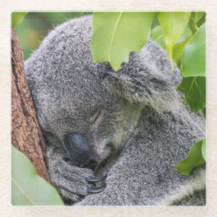 Adorable Sleeping Young Koala Bear Glass Coaster
