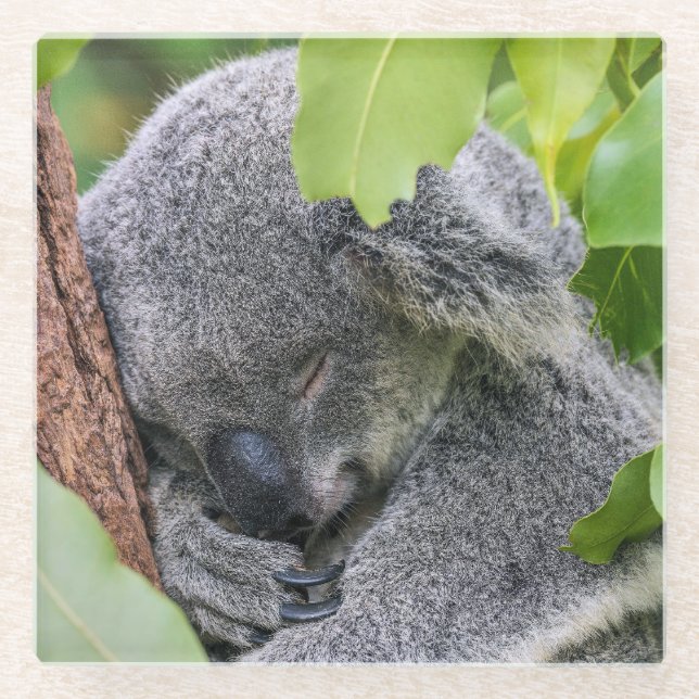 Adorable Sleeping Young Koala Bear Glass Coaster (Front)