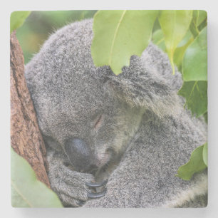 Adorable Sleeping Young Koala Bear Stone Coaster