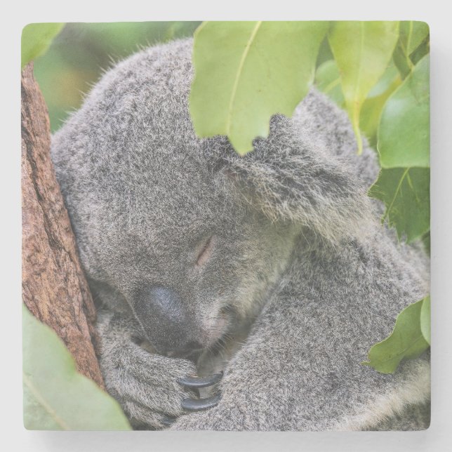 Adorable Sleeping Young Koala Bear Stone Coaster (Front)