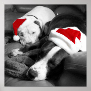 adorable sleepy pitbull puppies santa christmas poster