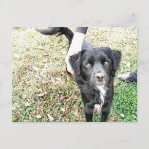 Adorable Smokey Poses for the Camera Postcard