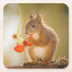 Adorable Squirrel Eating a Bright Red Strawberry Square Paper Coaster