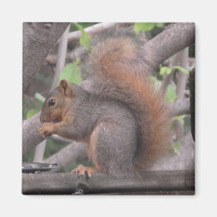 Adorable Squirrel Eating a Nut Photo Magnet