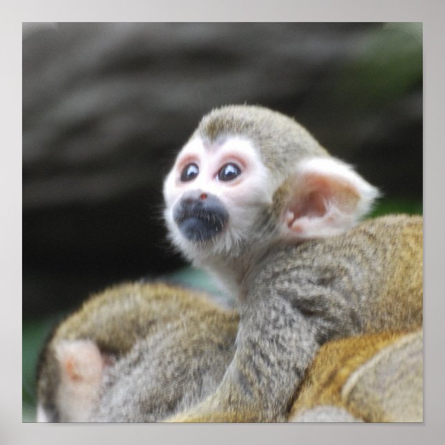 Adorable Squirrel Monkey Poster (Front)