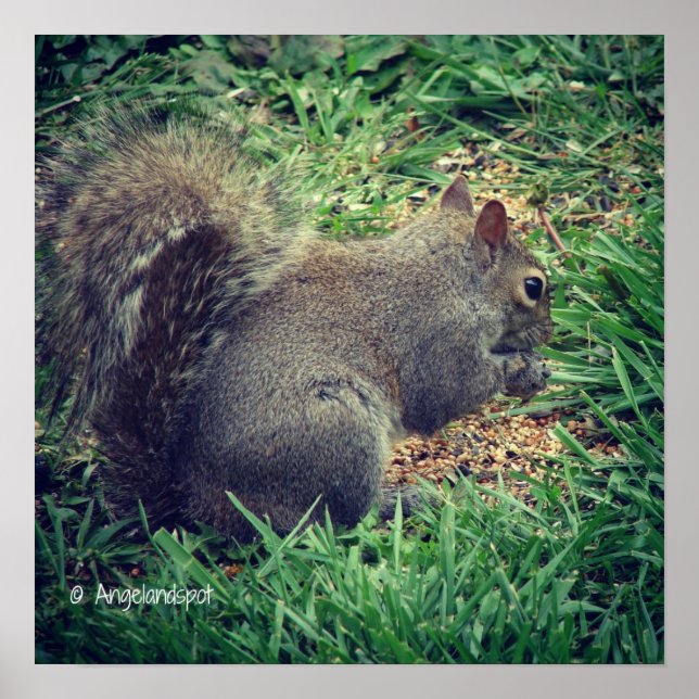Adorable Squirrel Poster (Front)