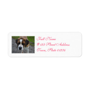 Adorable St Bernard Return Address Label