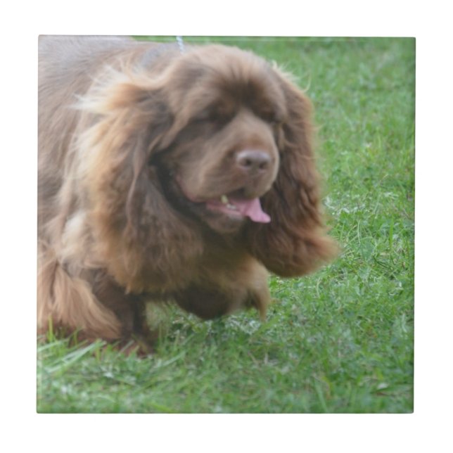 Adorable Sussex Spaniel Tile (Front)