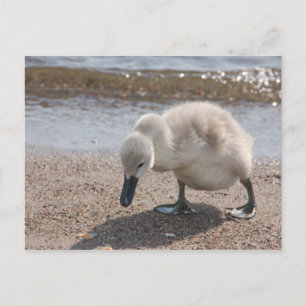 Adorable Swan Baby Postcard
