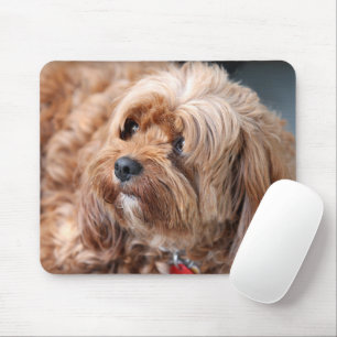 Adorable Sweet Cavoodle Puppy Mouse Pad