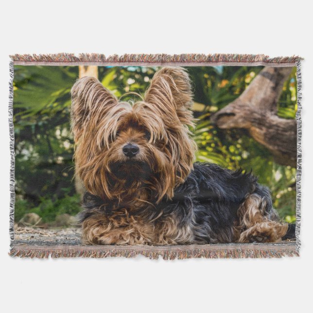 Adorable sweet Yorkshire terrier in the forest Throw Blanket (Front)
