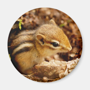 Adorable Teeny Baby Chipmunk Magnet