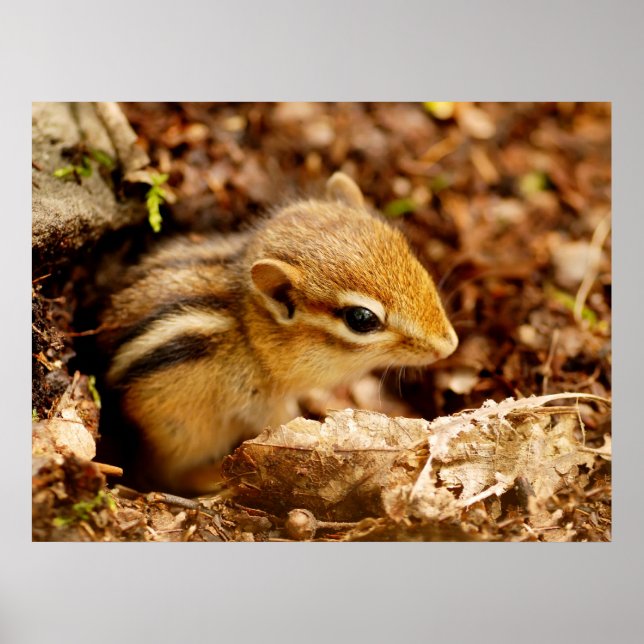 Adorable Teeny Baby Chipmunk Poster (Front)