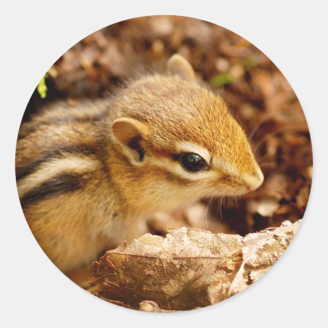 Adorable Teeny Baby Chipmunk Sticker (Front)